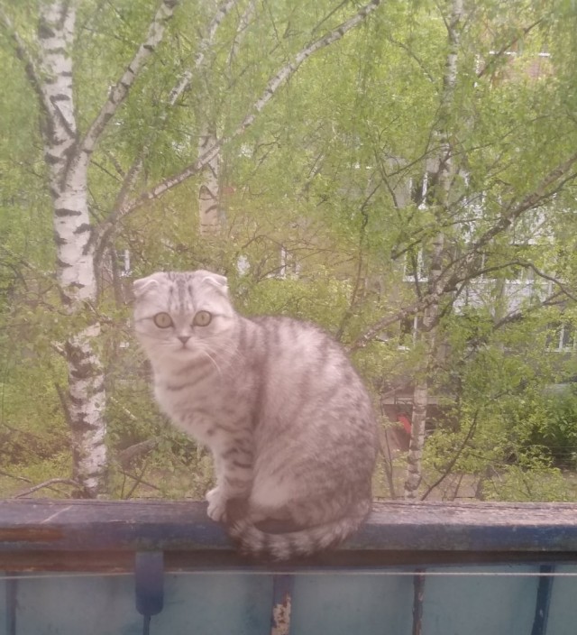 Зверушки