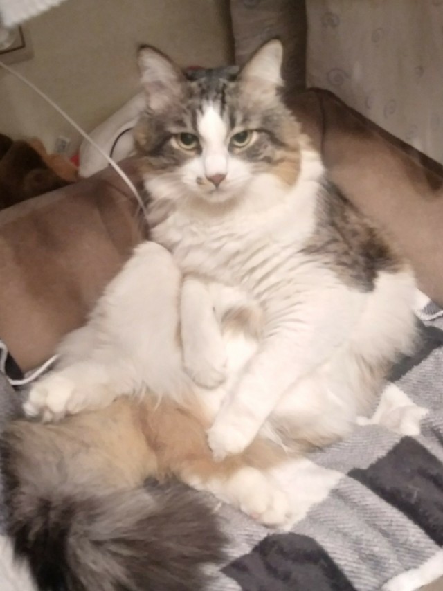 Собаки, которые нас выбирают