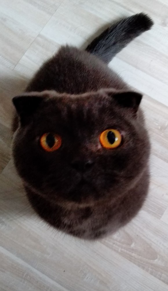 5 ошибок хозяина, которые сокращают жизнь домашней кошки