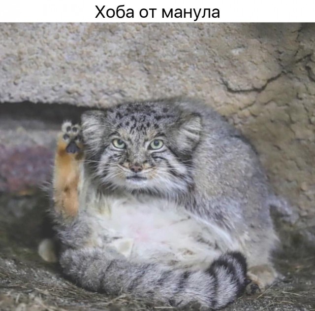 Просто добрые картинки. Всем хорошего дня!