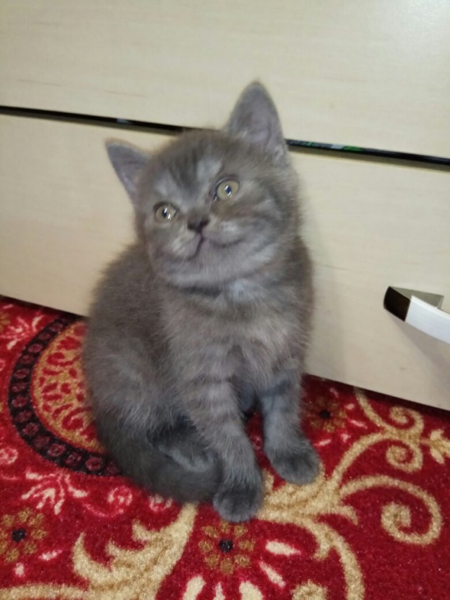 Эти забавные животные