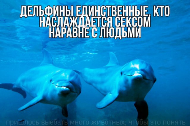 Что тут лишнее?