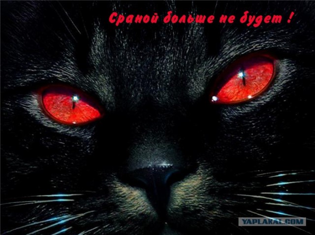 Фотожаба: Я и моя сраная хозяйка