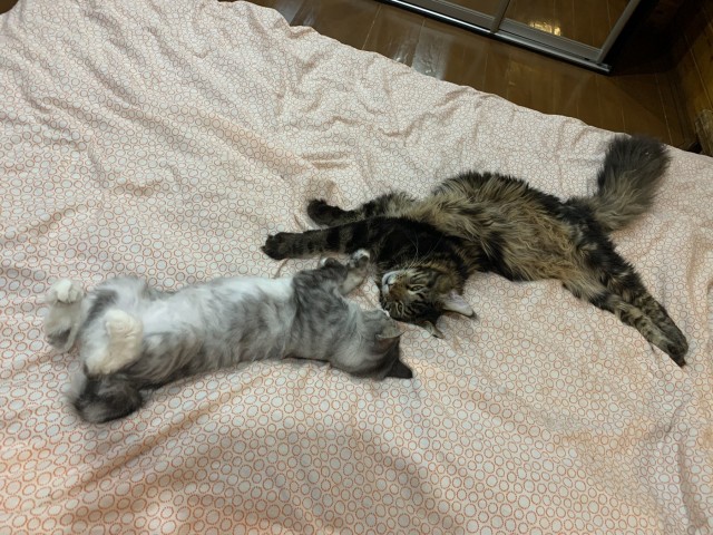 Котовторник. Добавляйте своих