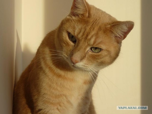 Находчивый кот
