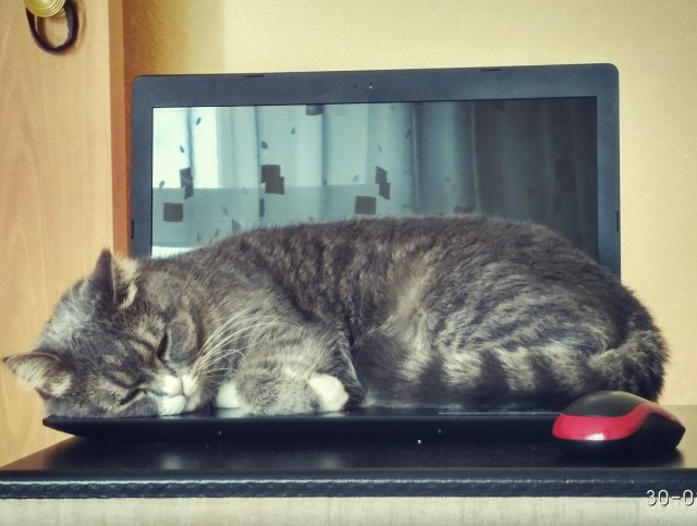 Котовторнику быть!