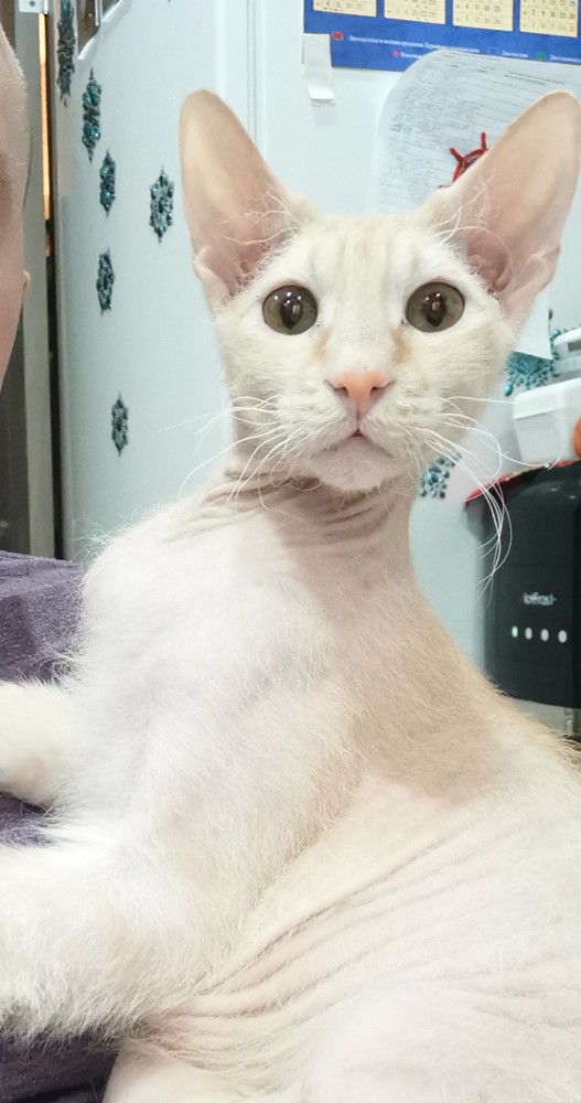 С котовторником!