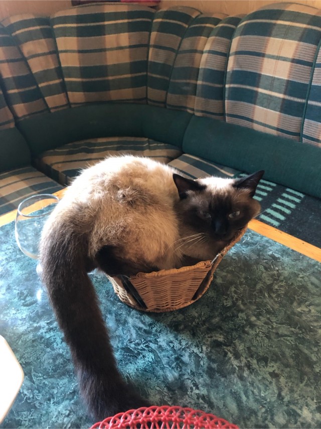 Хоба! Котовторник!