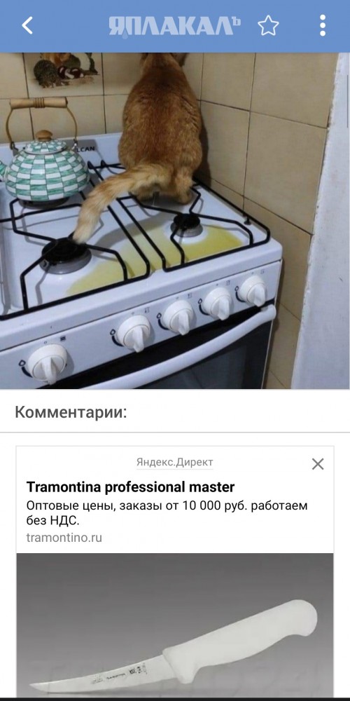 Кот года, коллеги