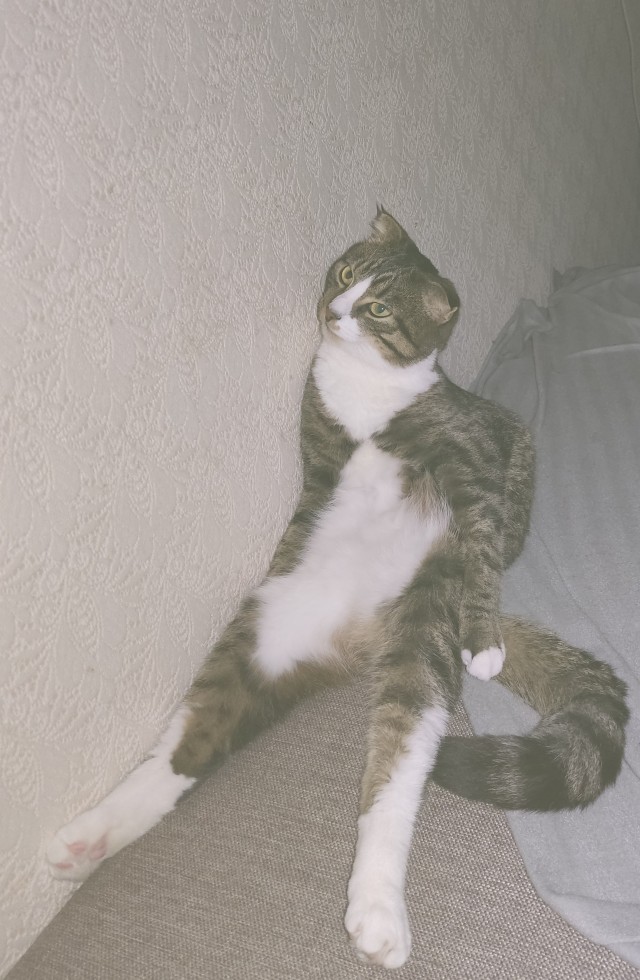 Котовторник же уже наступил?