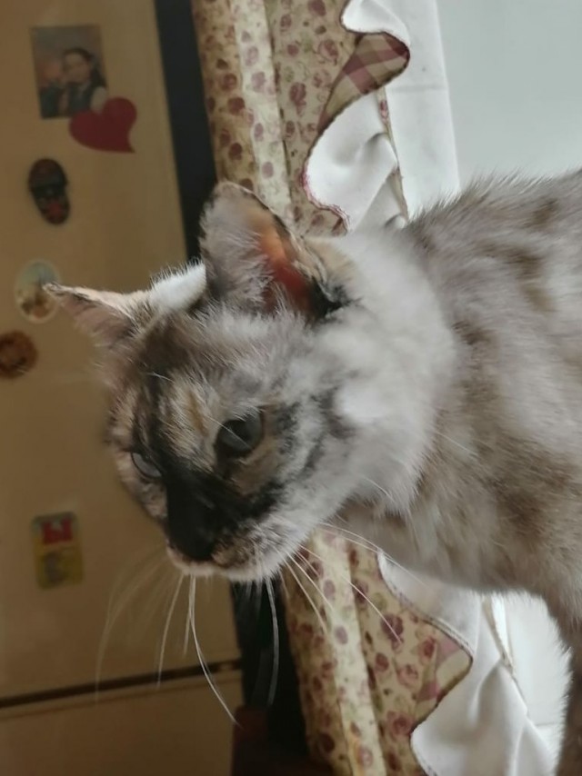 Вы, что спите? Вставайте, котовторник же!