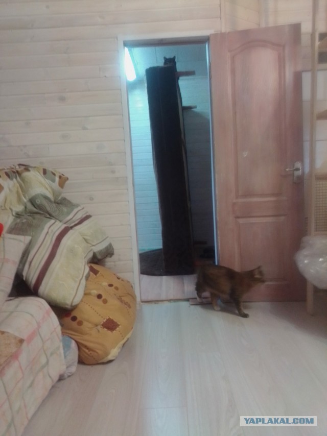 История одного котенка