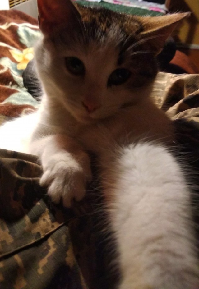 Котовторник 25.01.22