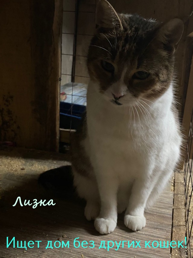 Жизнь домашнего приюта "Котоленд" 325