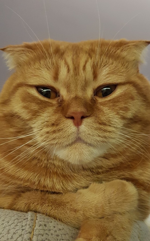 Котики не имеют национальности!!