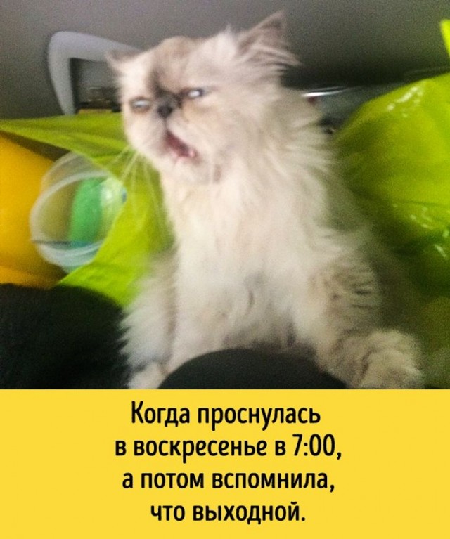 Так себе картинки 17.04.22