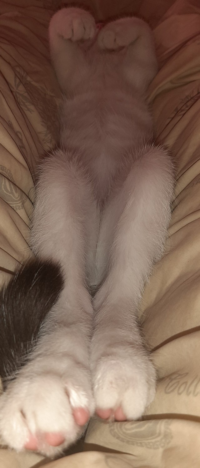 Котовторник 07.06.2022