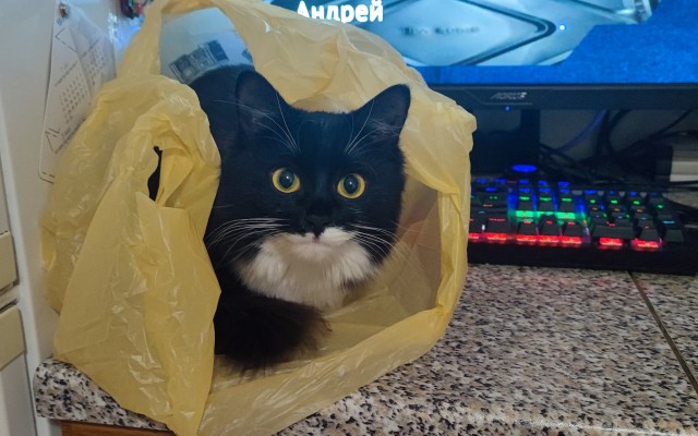 Котовторнику быть