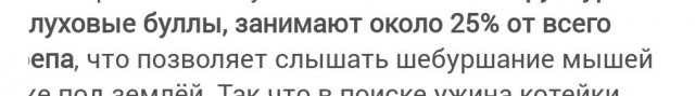 Китайская кошка: Закалённые бойцы с высоты 5000 метров. Коты-выживальщики с вершин Тибета, о которых мало что известно