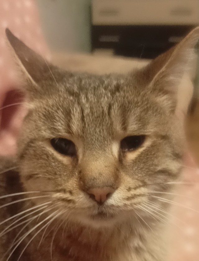 Нашли кота