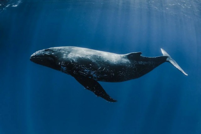 Самый одинокий кит в мире