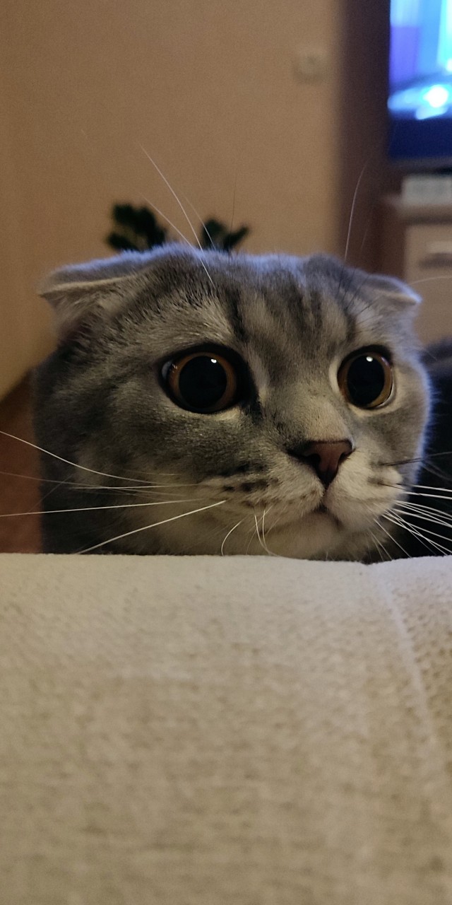 Кот Филимон