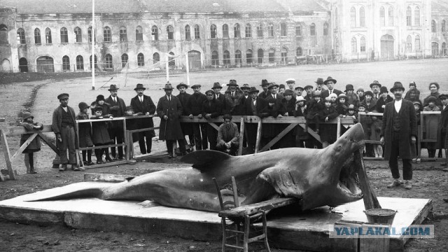 Почему в Черном море не водятся акулы, если в Средиземном их полно?