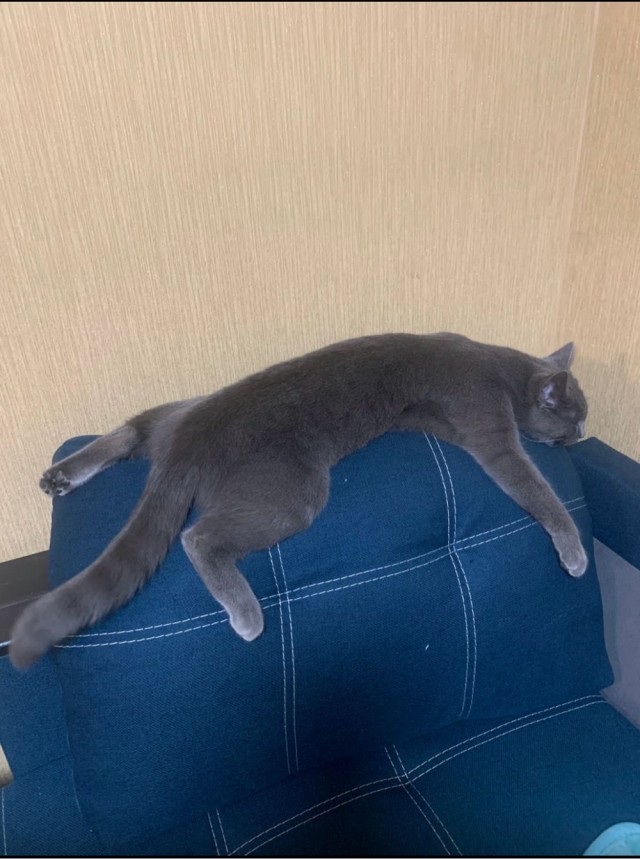 Позы для сна у кошек - что они означают?