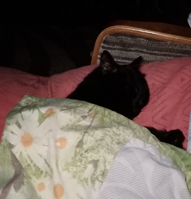Котовторник