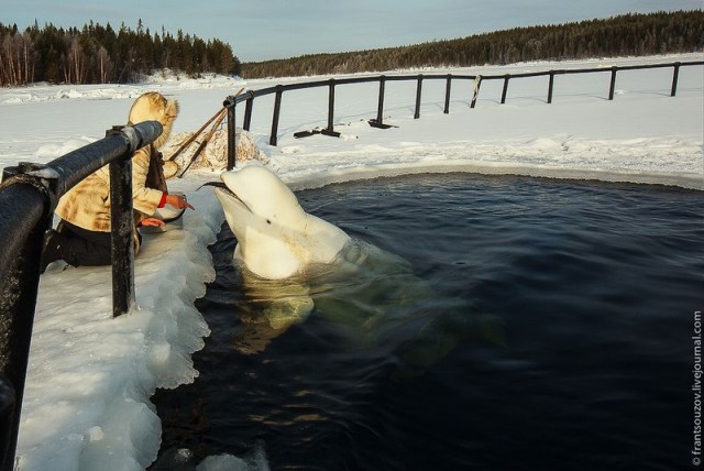 Как мы кормили белуху