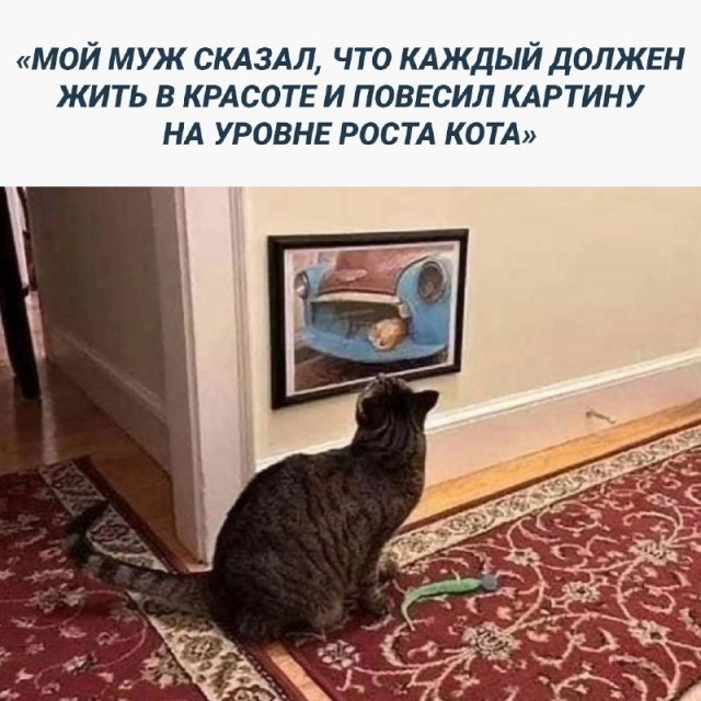 Жизнь домашнего приюта "Котоленд" 426