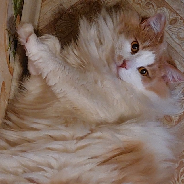 Толстые коты