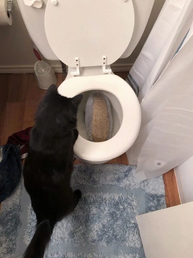 Котовторник в картинках