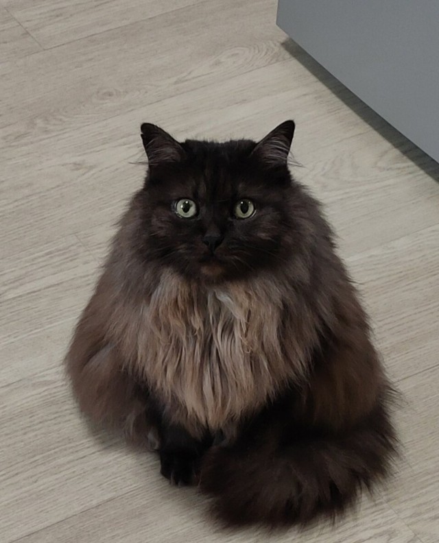 Котовторник 05/11/2024
