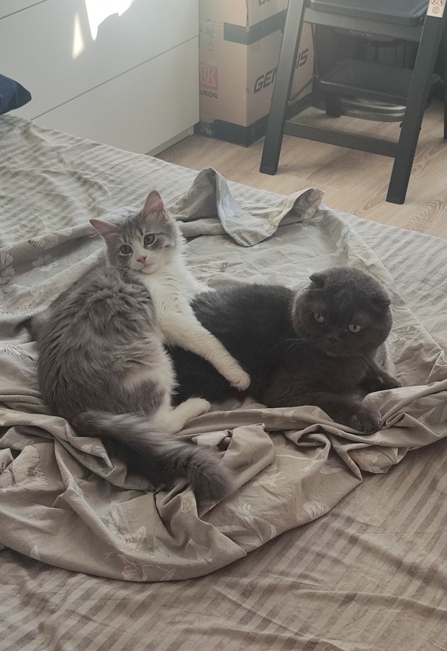 Котовторник!