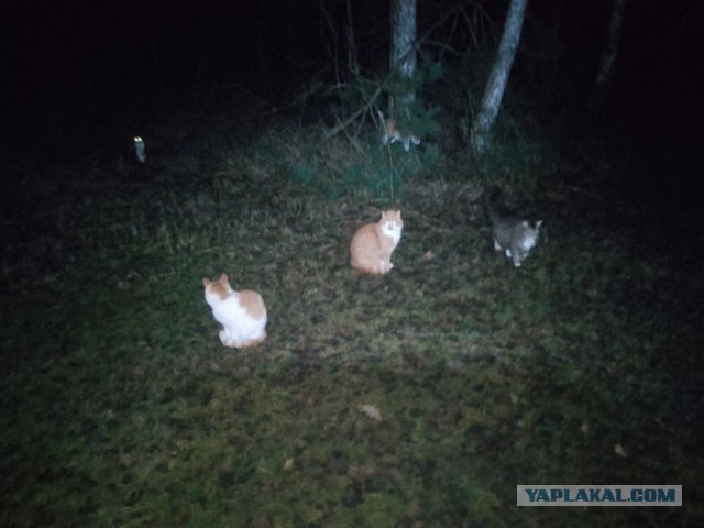 Жизнь домашнего приюта для котеек 530