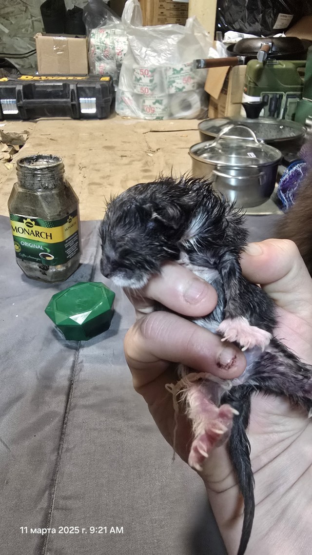 Котики на ЛБС.
