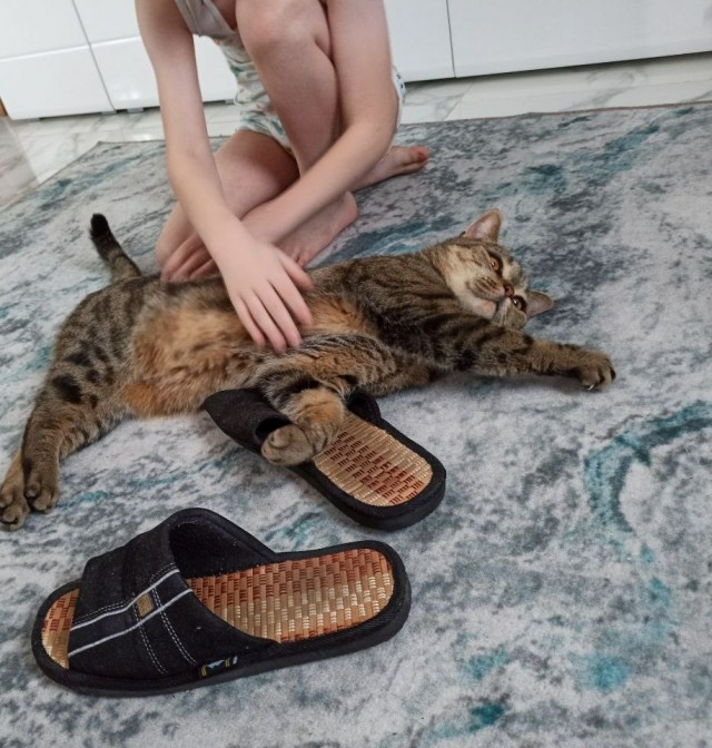 Что я узнала, пожив с пятью кошками⁠⁠