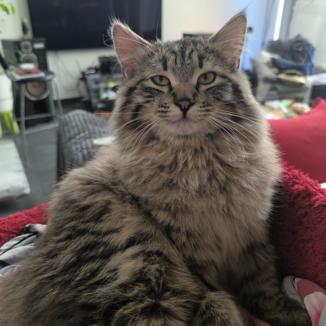 Вот какая стала кошка