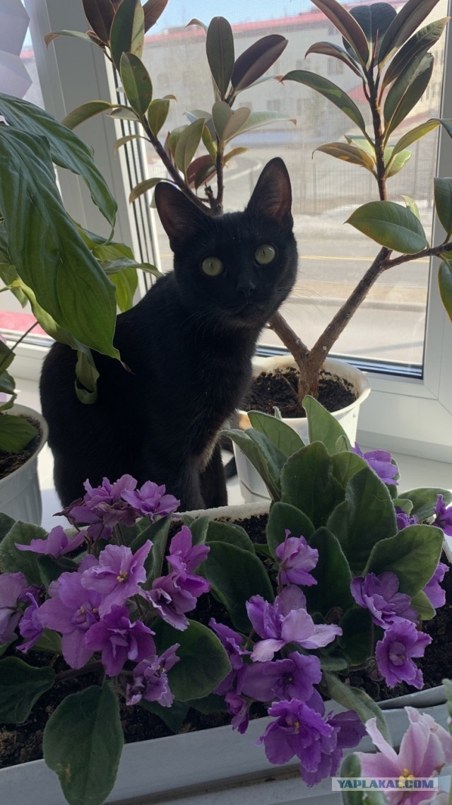 Котовторник