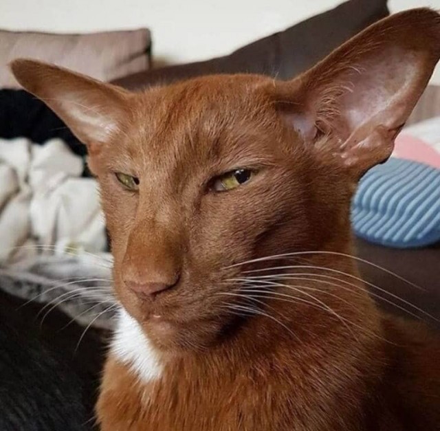 Итоги ККК № 31 "Маски/Звери" и всё такое