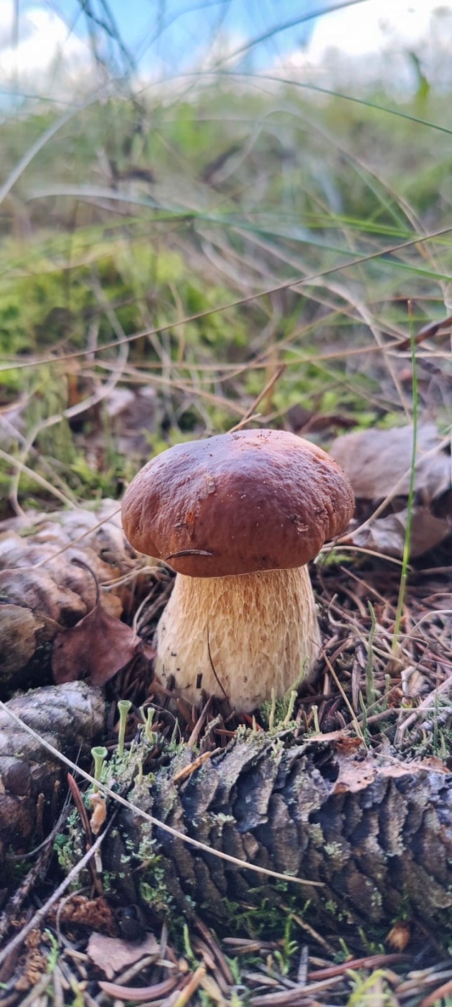 Грибалка