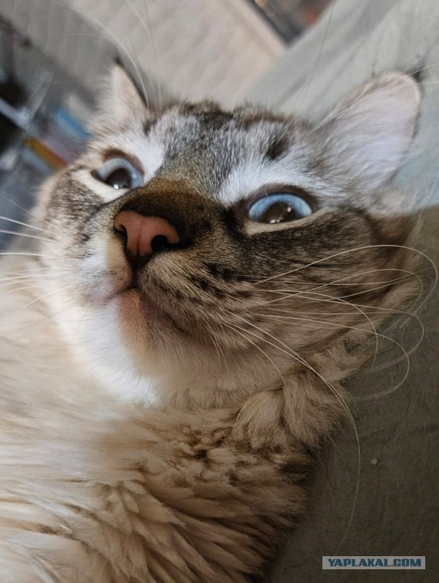 Котовторник же!