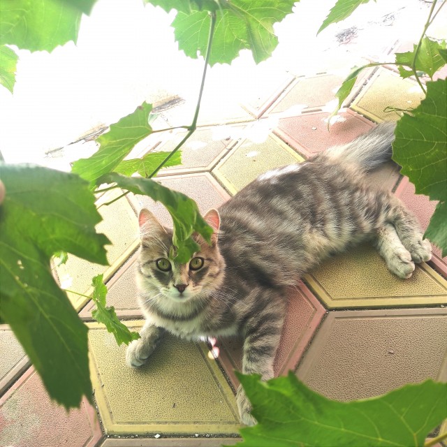 С котовторником!