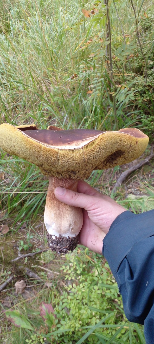 Грибное