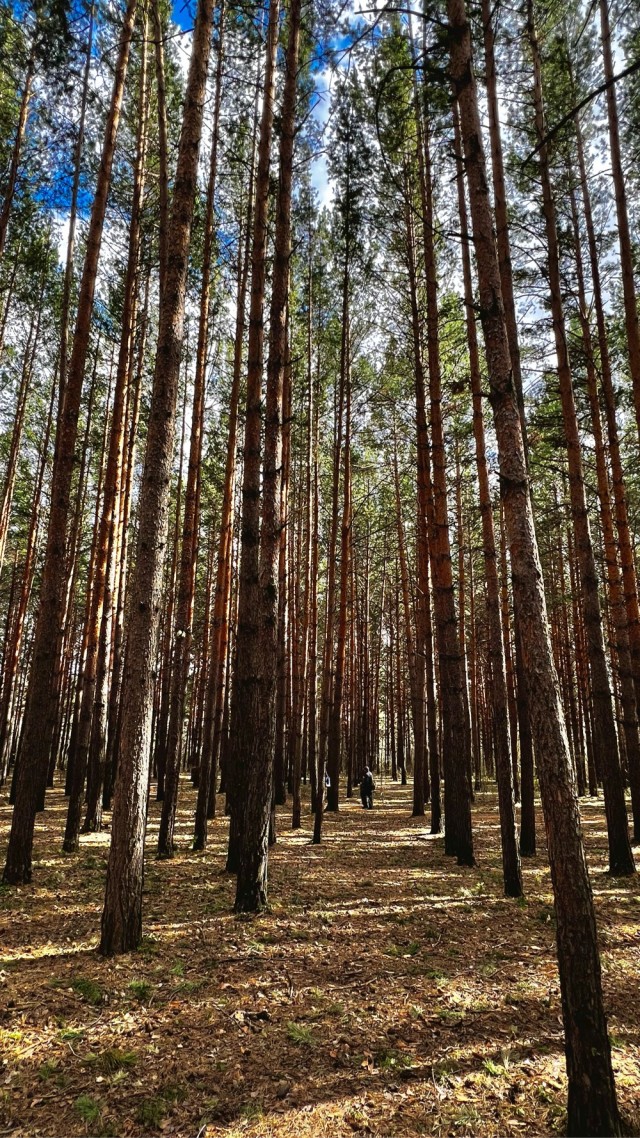 Картиночки, баянчики 23 декабря