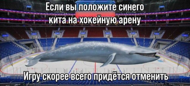 Кто привел с собой кита?