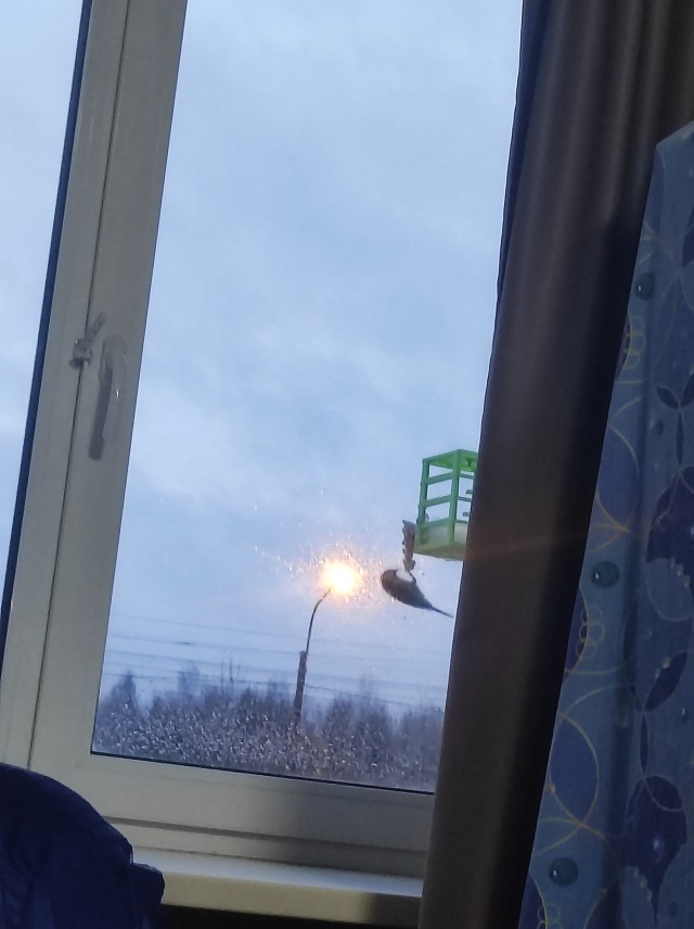 Синицы, кушают  много