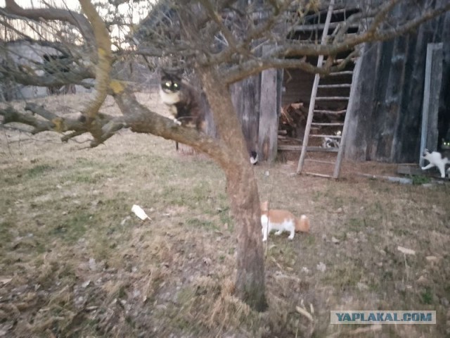Жизнь домашнего приюта для котеек 575