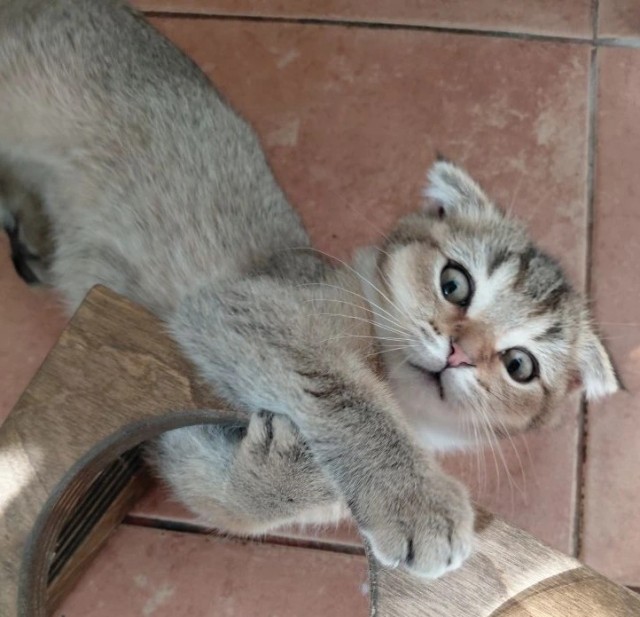 Мужчина нашёл котят на дороге